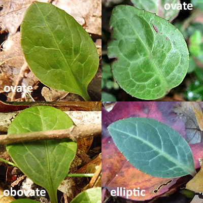 Pyrola americana - Pyrola rotundifolia  - Roundleaf Pyrola, leaves, obvate,ovate, elliptic, light veins 